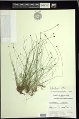 Eleocharis ovata