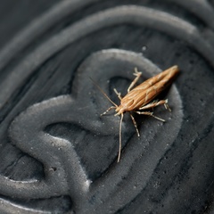 Pyroderces argyrogrammos