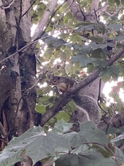 Sciurus carolinensis