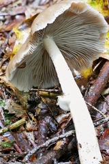 Psathyrella kauffmanii