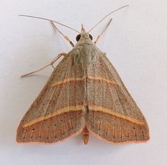 Hemeroplanis parallela