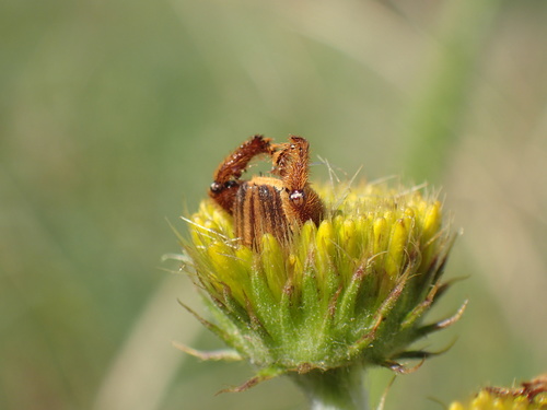 Image of Berkheya umbellata by (c) Mahomed Desai, some rights reserved (CC BY)