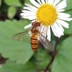 Episyrphus viridaureus