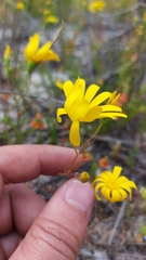 Steirodiscus tagetes