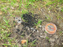 Moschus moschiferus