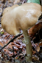Psathyrella kauffmanii