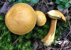 Suillus punctipes