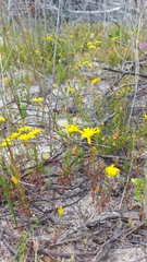 Steirodiscus tagetes