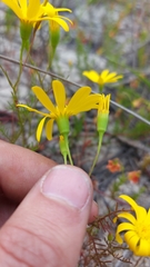 Steirodiscus tagetes