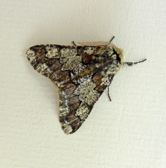Biston strataria
