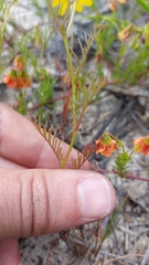 Steirodiscus tagetes