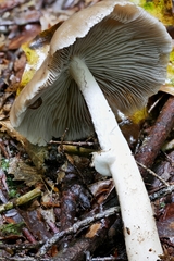 Psathyrella kauffmanii