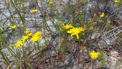 Steirodiscus tagetes