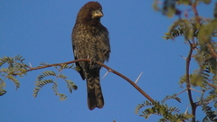 Amblyospiza albifrons maxima
