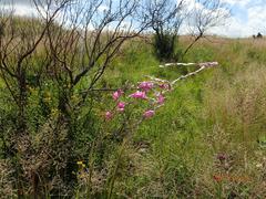 Dierama latifolium