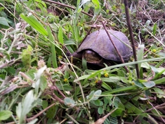 Kinosternon integrum