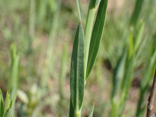 Image of Milkgrass by (c) Mahomed Desai, some rights reserved (CC BY)
