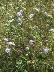 Scabiosa japonica