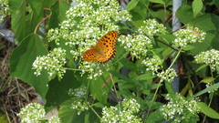 Argynnis hyperbius