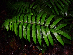 Steiropteris glandulosa