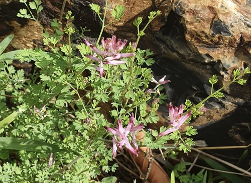 Fumaria muralis iNat (3)