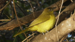 Chlorocichla flaviventris