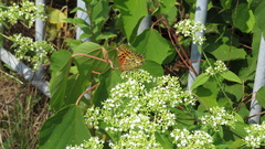 Argynnis hyperbius