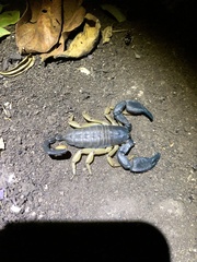 Opisthacanthus