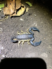 Opisthacanthus