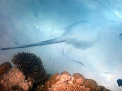 Pateobatis jenkinsii