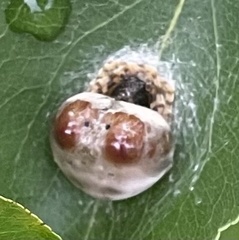 Mastophora hutchinsoni