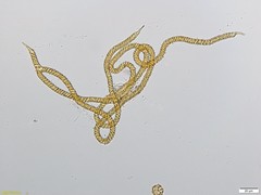 Oligonema persimile