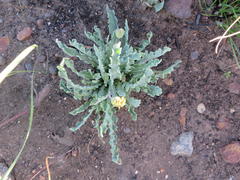 Othonna auriculifolia