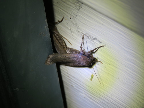 Clandestine Dart photo 3