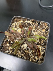 Dionaea
