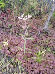 Achillea alpina camtschatica