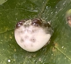 Mastophora hutchinsoni