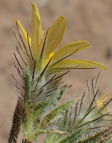 Richter Beetledaisy (Gorteria corymbosa)