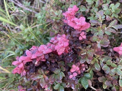 Exobasidium vaccinii-uliginosi