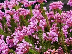 Erica cubica