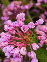 Erica cubica