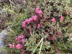 Exobasidium vaccinii-uliginosi