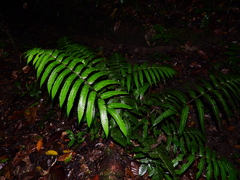 Steiropteris glandulosa