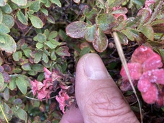 Exobasidium vaccinii-uliginosi