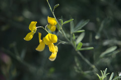 Calobota cytisoides