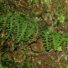 Trichomanes pedicellatum