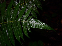 Steiropteris glandulosa