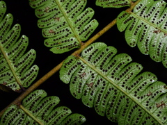 Steiropteris glandulosa