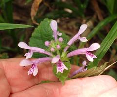 Stachys tubulosa