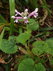 Stachys tubulosa